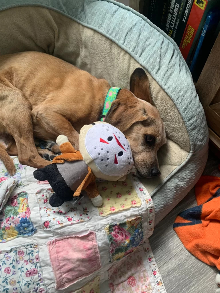 dog sleeps with favorite stuffed toy