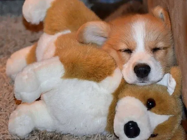 puppy sleeps with favorite stuffed toy