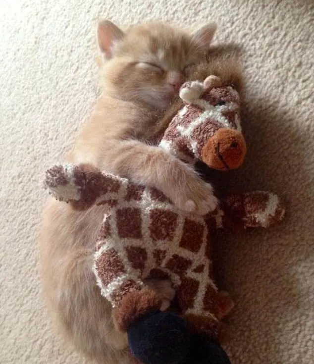 kitten sleeps with favorite stuffed toy