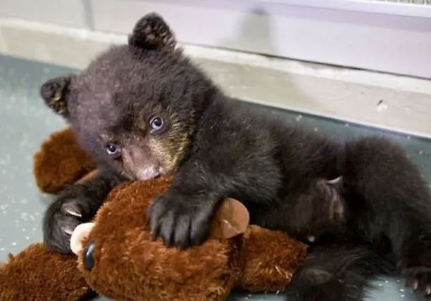 bear cub sleeps with favorite stuffed toy