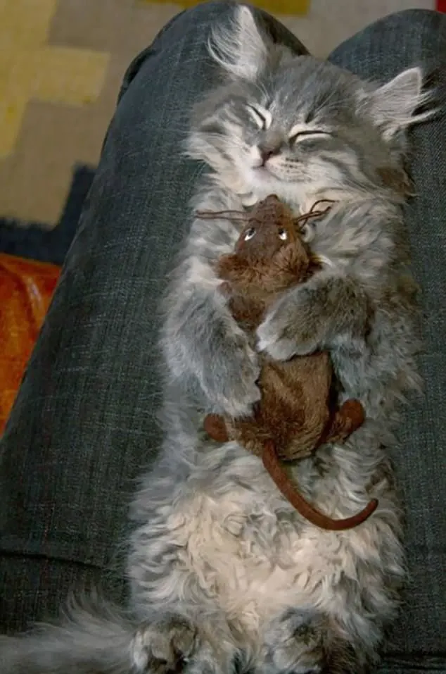 cat sleeps with favorite stuffed toy