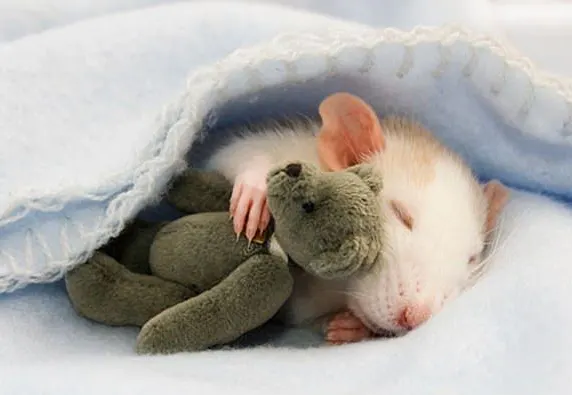 mouse sleeps with favorite stuffed toy