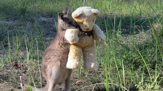 orphan kangaroo sleeps with favorite stuffed toy
