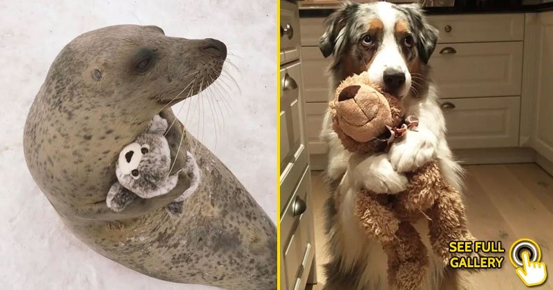 animals with their stuffed toys